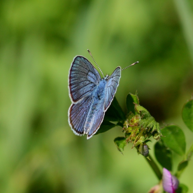 Id. Lycaenidae